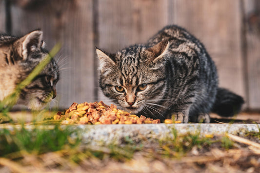 Top 5 Foods to Make Your Dog's Tail Wag and Your Cat Purr