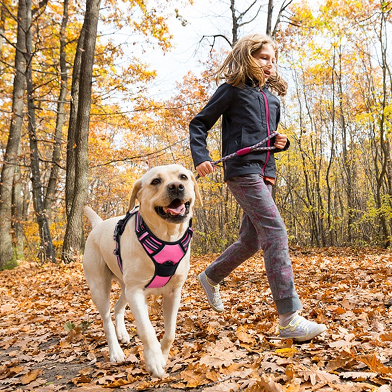 The Cat Dog Shop Dog Harness AlphaStride No-Pull Adventure Harness