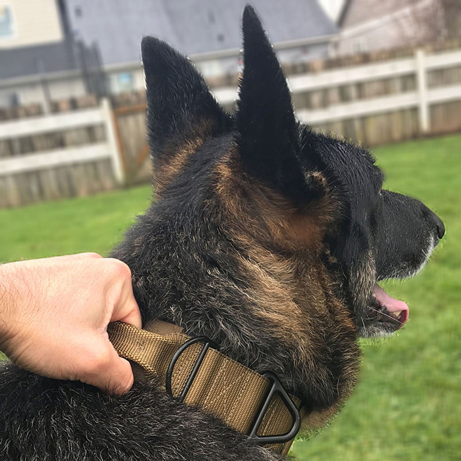 The Cat Dog Shop K9Guard Tactical Dog Collar